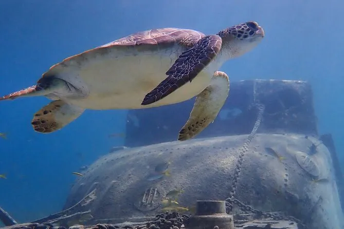 Green sea turtle swimming over seagrass during a Galleon Beach antigua and barbuda snorkeling turtle safari near English Harbour