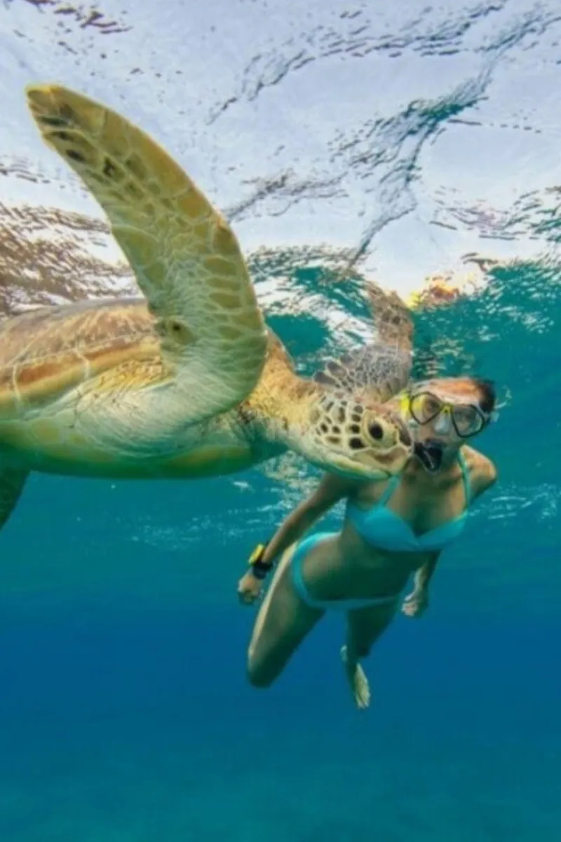 Green sea turtle swimming over a reef on a Green Island antigua and barbuda snorkeling excursion off St John's